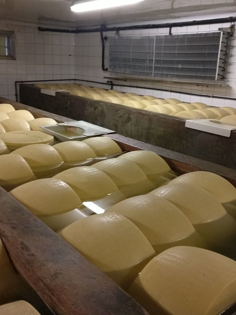 Ripe Parmigiano-Reggino Cheese Wheels Ready For Export Photograph